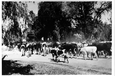 Cattle drive - Indian School and Scottsdale