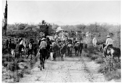 Cattle drive west on Bell Road