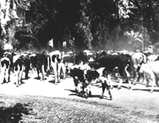 1920s Cattle Drive - Indian School and Scottsdale Roads
