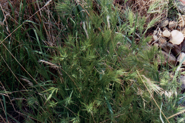 Red Bromegrass