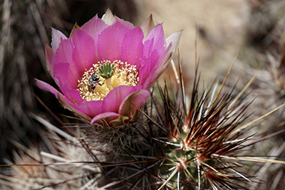 bee-on-cactus-flower