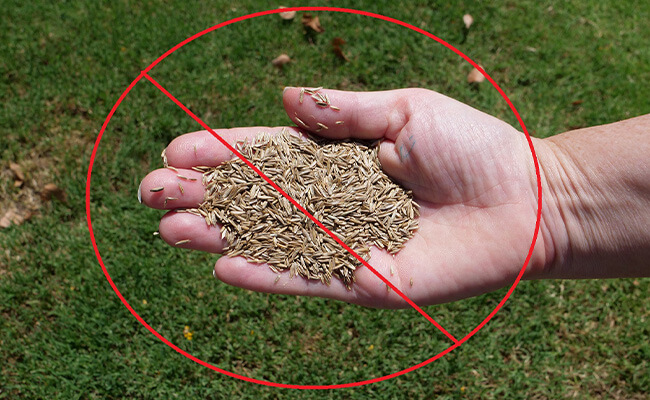 persons hand holding grass seeds with a red x over it indicating you should not overseed your grass