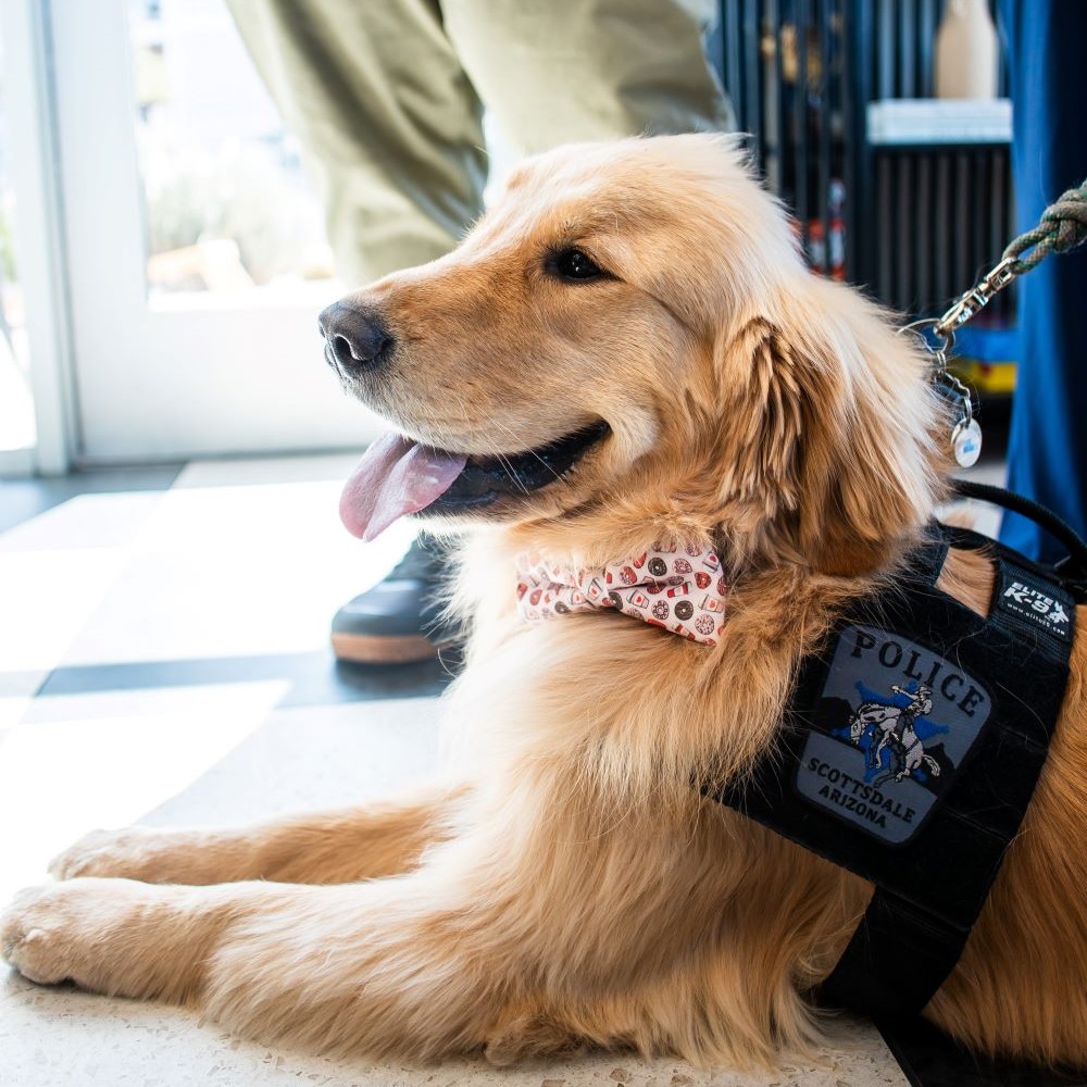 AGoldenRetrieverScottsdalepoliceK-9wearingavestandapatternedbowtieliesdown